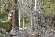Utah Northeaster General Season Deer Hunt, Utah Deer Hunts