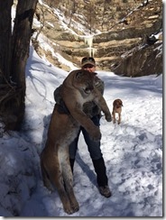 Utah Mountain Lion