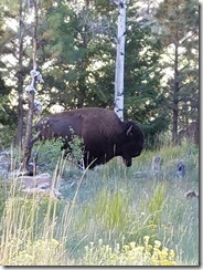 Buffalo-Bookcliffs-Camp-2016