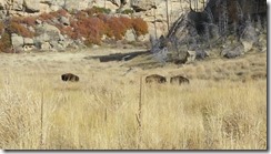 Roaming-Buffalo-Bookcliffs-2016