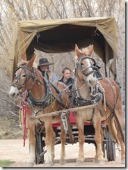 Wagon and Mules