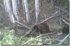 Bears